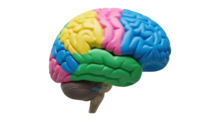 Colorful human brain model isolated PNG, anatomical teaching aid on transparent background for medical education and neuroscience studies