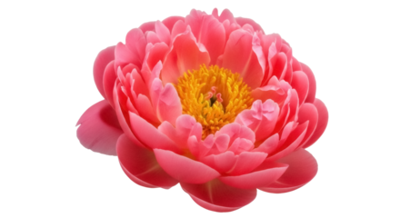 Vibrant coral charm peony isolated PNG, beautiful flower with yellow center on transparent background for graphic design and botanical projects