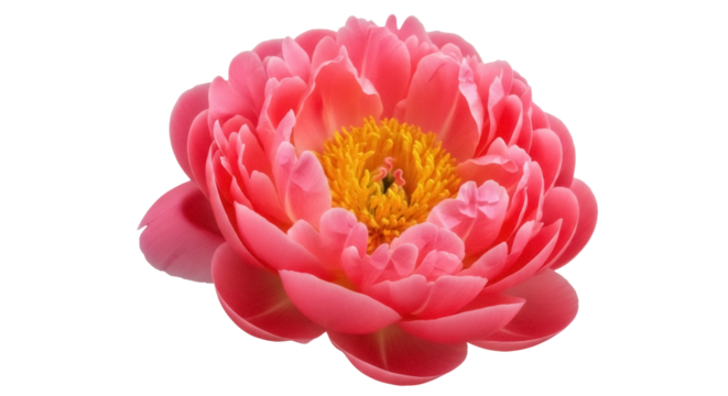 Vibrant coral charm peony isolated PNG, beautiful flower with yellow center on transparent background for graphic design and botanical projects - Powered by Adobe