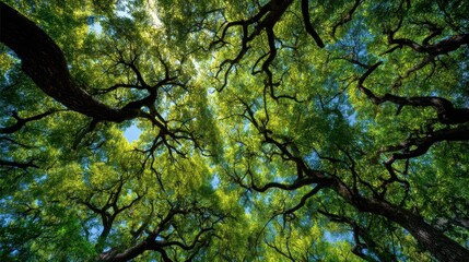 A forest with tall trees reaching up to the sky. The leaves are green and the sky is blue, creating a peaceful and serene atmosphere. The trees are spread out across the forest