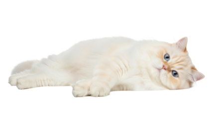 Cream-colored British Shorthair cat lying down isolated PNG on transparent background, adorable pet with blue eyes for design projects