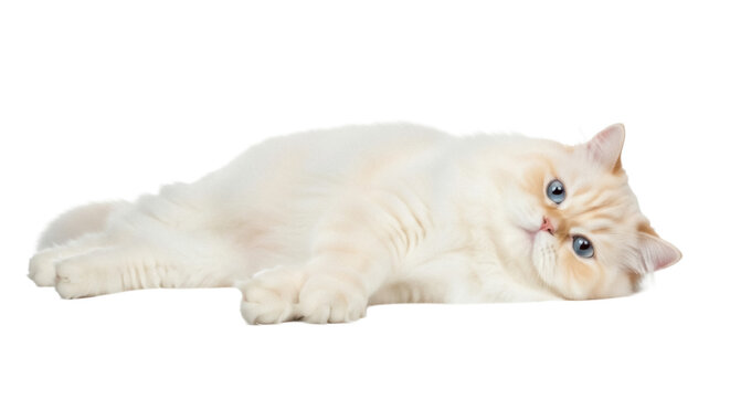 Cream-colored British Shorthair cat lying down isolated PNG on transparent background, adorable pet with blue eyes for design projects