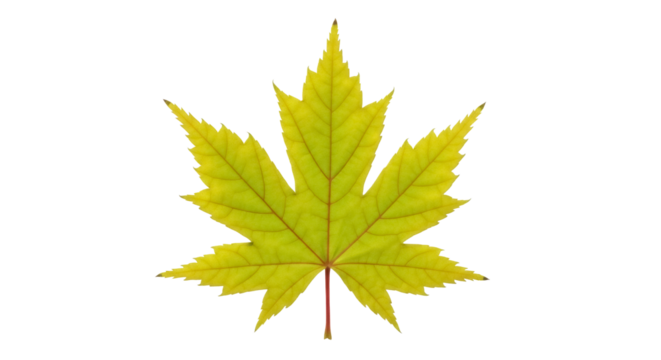 Yellow maple leaf PNG isolated on transparent background, autumn foliage with detailed veins for seasonal design projects
