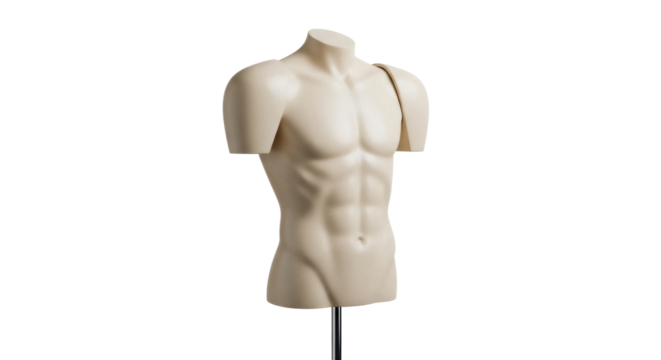 Male torso mannequin isolated PNG on transparent background, anatomical model for fashion design and retail display