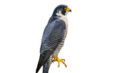 Peregrine falcon PNG isolated on transparent background, bird of prey with gray and white plumage, powerful hunter with sharp talons