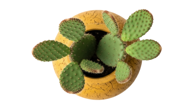 Prickly pear cactus in yellow pot PNG isolated on transparent background, opuntia plant with green pads for desert flora design
