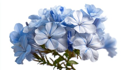 A bunch of blue flowers with white centers. The flowers are arranged in a way that they are not overlapping each other