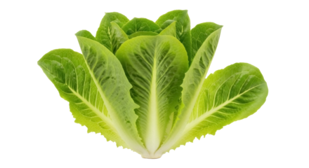 Fresh romaine lettuce isolated PNG, vibrant green leaves for healthy eating and salad preparation on transparent background