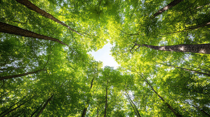 Obraz premium Sunlight treetop canopy bright green leaves airy forest calm