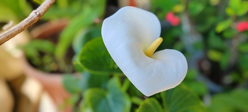 A close-up shot of a single, elegant white Calla Lily (Zantedeschia aethiopica)  - Powered by Adobe