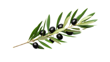 Fresh Olive Branch with Glossy Black Olives and Green Leaves