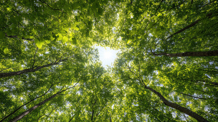 Fototapeta premium Sunlit treetop canopy peaceful green leaves filtered light