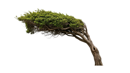 Unique Wind-Swept Tree with Distinctive Curved Branches and Foliage