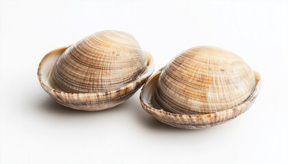 Two Clams isolated on white background