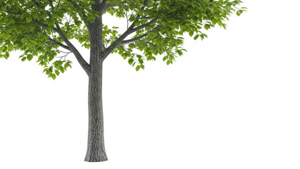 Lush Green Tree with Abundant Foliage and Sturdy Brown Trunk