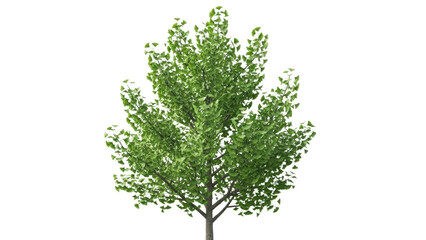 Lush Green Tree with Bright Foliage in Isolated Background