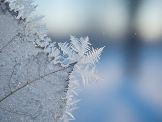 Las hojas ca&iacute;das del invierno se congelaron maravillosamente por la nieve.