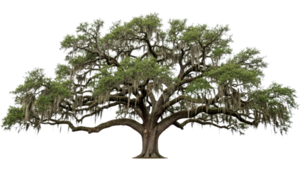Grand Oak Tree with Spanish Moss in a Natural Landscape Setting