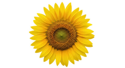 Fototapeta premium Bright yellow sunflower isolated PNG on transparent background, vibrant summer flower for design projects and botanical themes