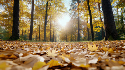 Golden autumn forest path with sunlight filtering through tall trees, warm serene mood
