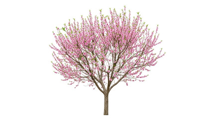 Obraz premium Vibrant Pink Blossom Tree with Detailed Branch Structure in Spring