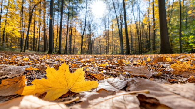 Golden maple leaf on forest floor, sunlit autumn woods with fallen leaves and warm mood - Powered by Adobe