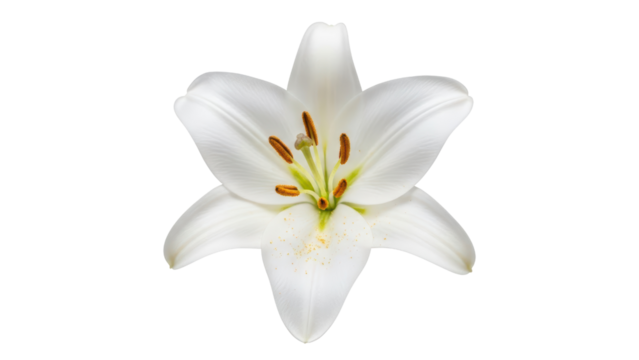 Elegant White Lily Blooming with Stamen and Petals in Detail