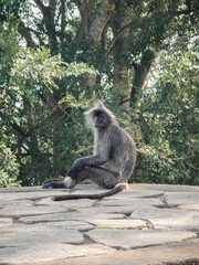 Wild Silver Leaf Monkey (Trachypithecus cristatus) Sitting on Ancient Stone Platform in Tropical Forest