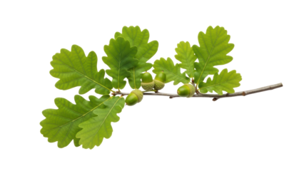 Oak Leaf and Acorn Branch Isolated on White Background