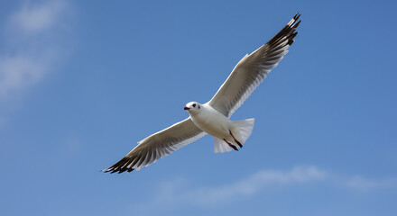 Obraz premium . AI Generated