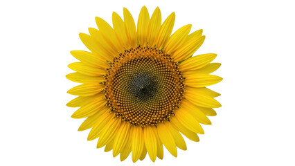 Fototapeta premium Vibrant Yellow Sunflower with Intricate Center Patterns and Petals