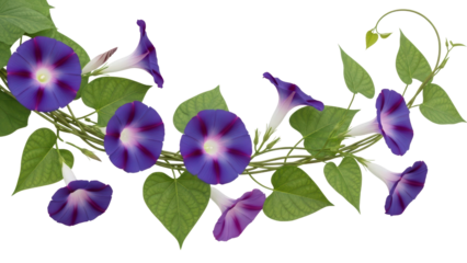 Vibrant Morning Glory Flowers with Green Leaves on a White Background