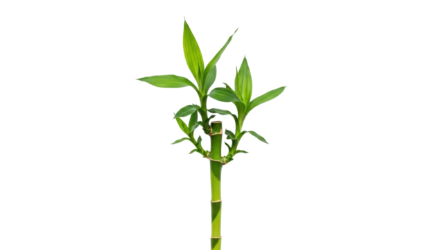 Fresh Green Bamboo Plant Isolated on White Background for Decor