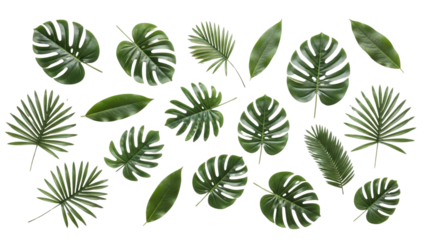 Tropical Green Leaves Background for Nature and Eco Themes