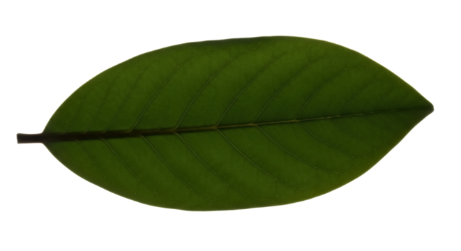 Green leaf PNG isolated on transparent background, tropical foliage with detailed veins for botanical design and nature-themed projects - Powered by Adobe