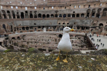 Seagull on the ruins of the ancient Colosseum in Rome