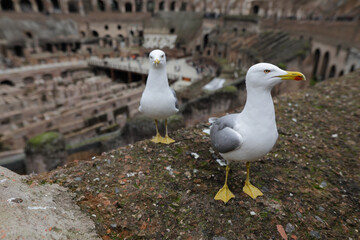 Seagull on the ruins of the ancient Colosseum in Rome