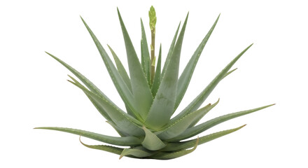 Aloe vera plant with flower isolated PNG, succulent plant with medicinal properties on transparent background for health and wellness