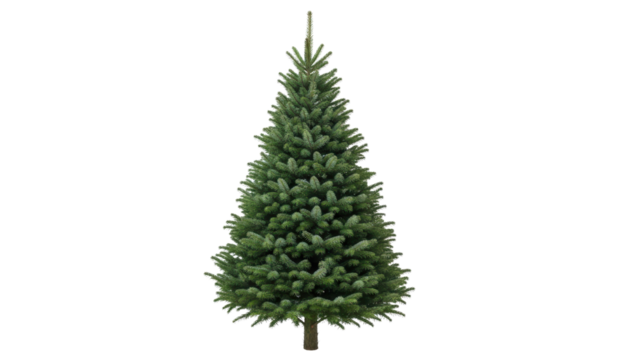 Lush Green Christmas Tree with Full Branches Isolated on White Background