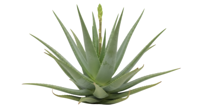 Aloe vera plant with flower isolated PNG, succulent plant with medicinal properties on transparent background for health and wellness