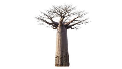 Majestic Baobab Tree with Expansive Branches Against Clear Sky