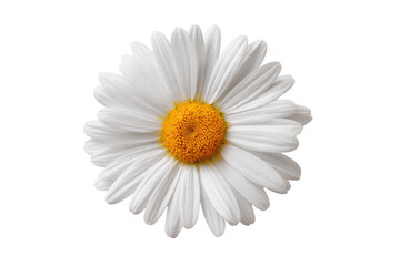 Isolated, vibrant daisy flower with bright white petals and a yellow-orange center, cut out
