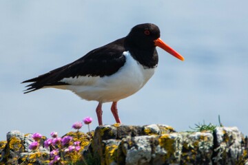 Oyster catcher Scotland wildlife