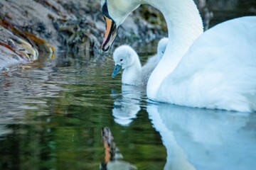 Obraz premium mute swan cygnets on water Scotland wildlife