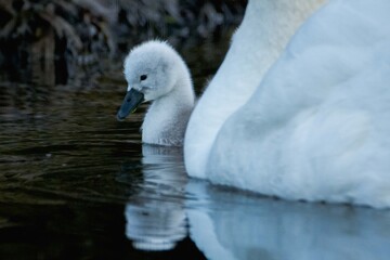 mute swan cygnets on water Scotland wildlife