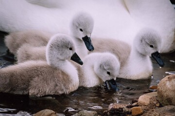 baby mute swan cygnus scotland wildlife