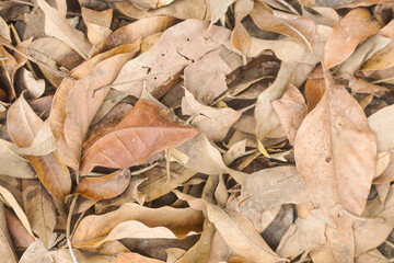 Fallen Brown Autumn Leaves Covering the Ground in a Dense Layer with Varying Textures and Natural Light in an Outdoor Forest Setting