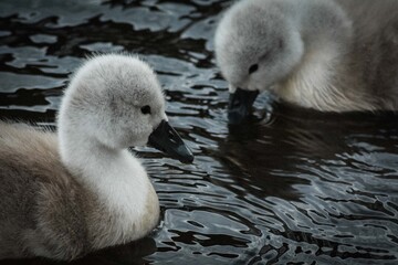 baby mute swan cygnus scotland wildlife