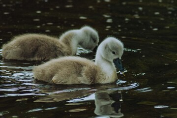 baby mute swan cygnus scotland wildlife