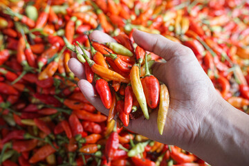 Close-up of hands holding a handful of red and orange chili peppers.